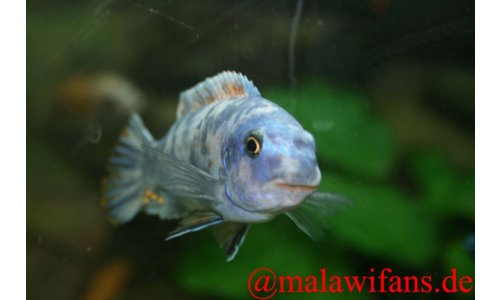 Labeotropheus trewavasae Thumbi west